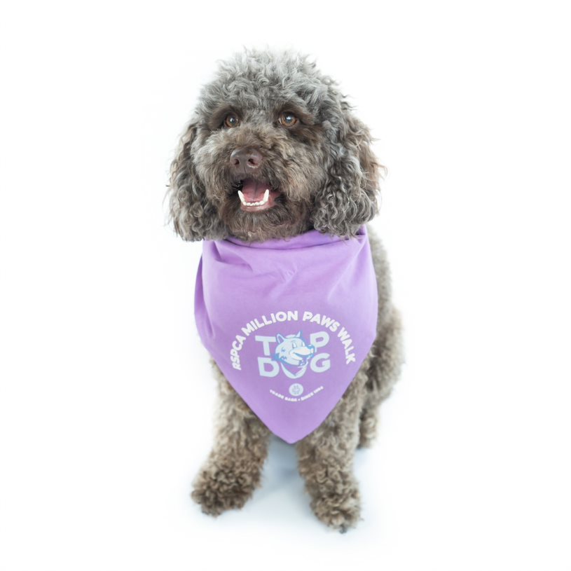 Top Dog Image Top Dog Image